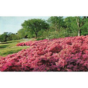 Postcard Azalea Festival Schedule of Events Vintage Chrome Unposted 1939-1970s